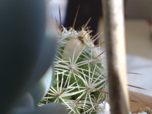 cactus-broto-2