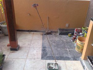 Kalanchoe tubiflora Kalanchoe tubiflora